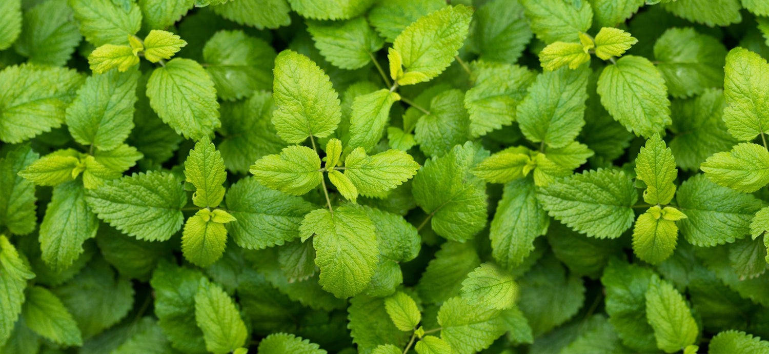 Toothpaste tube | humble-usa